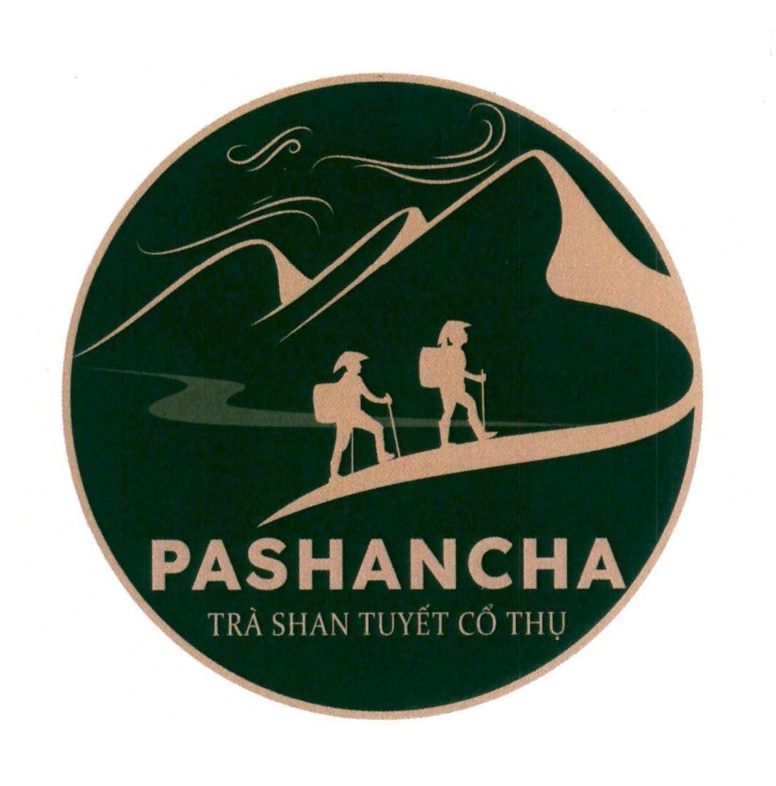PASHANCHA TRÀ SHAN TUYẾT CỔ THỤ