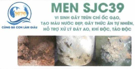 3979 CÙNG BÀ CON LÀM GIÀU MEN SJC39 VI SINH GÂY TRÙN CHỈ ỐC GẠO, TẠO MÀU NƯỚC ĐẸP, GÂY THỨC ĂN TỰ NHIÊN, HỖ TRỢ XỬ LÝ ĐÁY AO, KHÍ ĐỘC, TẢO ĐỘC