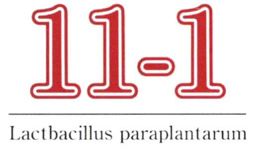 11-1 Lactbacillus paraplantarum
